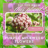 2 Purple Milkweed Live Plants, Asclepias Tuberosa, 4-6 Inch Tall