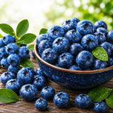 2 Sharpblue Blueberry Bushes Live Plants, Fruit Bush, 4-6 Inch Tall