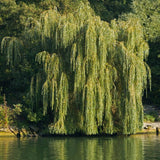 4 Willow Trees Live, 12-24 Inch Tall
