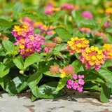 2 Light Pink Lantana Plants Live, Hardy Flowering Perennial, 4-6" Tall