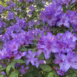 Purple Azalea Plant Live in Pot - 6-10 Inch Tall Azalea Shrub