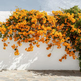 2 Gold Live Bougainvillea Plants, Home Garden Plant, 4-6 Inch Tall