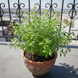 4 Stevia Live Plants, Stevia Plant, Outdoor Garden Plant, 4-6 Inch Tall