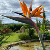 2 Orange Bird of Paradise Plants Live, Orange Flower, 4-6 Inch Tall