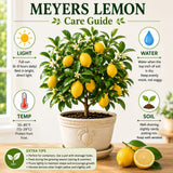 Grafted Meyer Lemon Tree, Meyer Lemon Fruit Plant, 2 Ft Tall, 1 Gallon Pot
