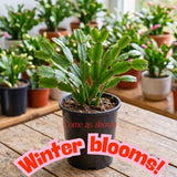 Orange Live Holiday Cactus Plant, Tropical Houseplant, 5-9 Inch Tall