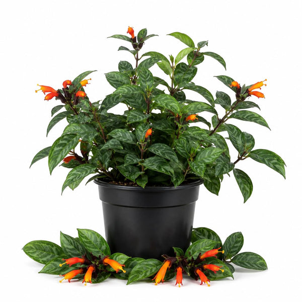 Aeschynanthus Lipstick Live Plant, Trailing Indoor Houseplant, 4 Inch Pot