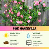 2 Pink Mandevilla Live Plants, Indoor Outdoor Plant, 4-6 Inch Tall