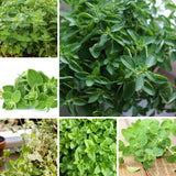 Set 6 Greek Oregano Live Plant 3-5" Tall