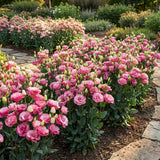 Light Pink Lisianthus Plant, Eustoma Lisianthus Flowers in Plug, 3-5'' Tall