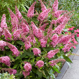 2 Pink Buddleia Live Plants, 5-9" Butterfly Bush for Outdoor Gardens