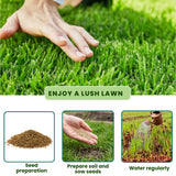 20000 Emerald Zoysia Grass Garden Seeds, Indoor Outdoor Plant
