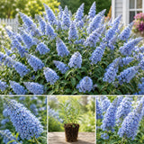 Light Blue Butterfly Bush Plant, Fragrant Buddleia for Planting, 5-9" Tall