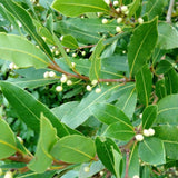Bay Leaf Tree Live Plant, Bay Laurel Herb, 8-10 Inch Tall
