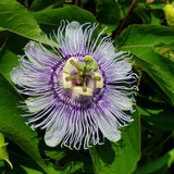 2 Purple Live Passion Flower Plants, Home Garden Plant, 4-7 Inch Tall