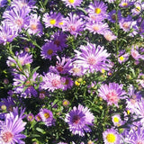 Lilac Blue Aster Live Plant 3-5" Tall, Vibrant Lilac Blue Aster Plant