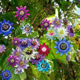 Light Purple Passiflora Passion Flower Live Plant, 4-6 Inch Tall