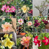 Assorted Desert Rose Live Plant, Adenium Obesum Flowers, 4-6 Inch Tall