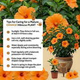 Orange Hibiscus Live Plant, Home Garden Plant, 4-6 Inch Tall