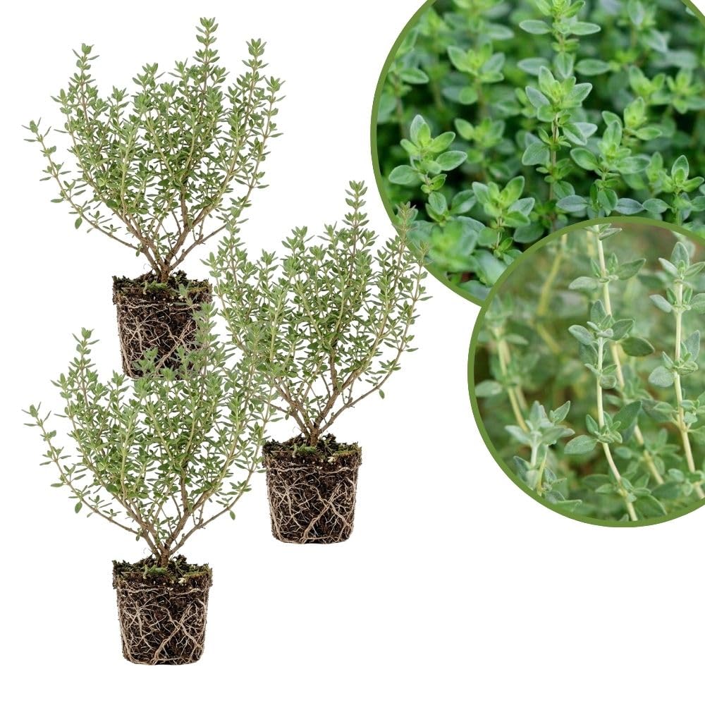 Combo 3 English Thyme Live Plant 4-7" Tall