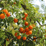 Sweet Clementine Mandarin Tree Plant Live, Starter Plant, 1 Gallon Pot