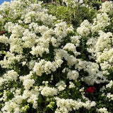 Set 2 White Bougainvillea Live Plant 5-7 Inch Tall