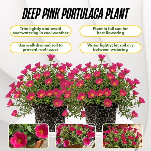 2 Deep Pink Live Portulaca Plants, Patio Container Plant, 4-7 Inch Tall