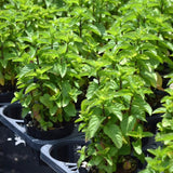 6 Mojito Mint Plants Live, Fragrant Culinary Herb, 3-6 Inch Tall