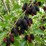 Dwarf Mulberry Tree Plant Live, Fruit Tree Plant, 4-6 Inch Tall