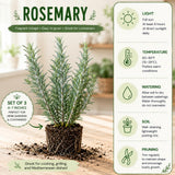 3 Blue Rosemary Live Plants, Rosemary Live Plants, 4-7 Inch Tall