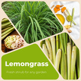 3 Lemongrass Live Plants, Home Garden Plant, 4-6 Inch Tall