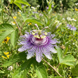 2 Light Purple Passion Flower Plants, Passiflora Flower Plant, 4-6 Inch Tall