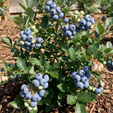 2 Legacy Blueberry Bush Live Plant, Edible Fruit Plant, 4-6 Inch Tall