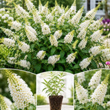 White Butterfly Bush Plant Live, Fragrant Buddleia for Planting, 5-9" Tall