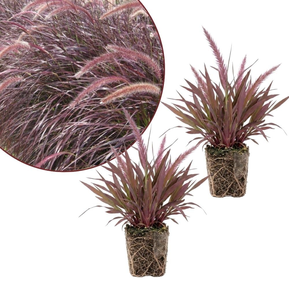 2 Pack Red Fountain Grass Plants, 4–6 Inches Tall