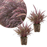 2 Pack Red Fountain Grass Plants, 4–6 Inches Tall