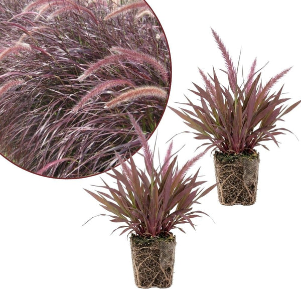 2 Pack Red Fountain Grass Plants, 4–6 Inches Tall
