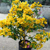 2 Yellow Bougainvillea Live Plants, Well-Rooted Flower Vine, 4-7 Inch Tall
