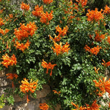 Live Orange Honeysuckle Plant, 6-10 InchTall