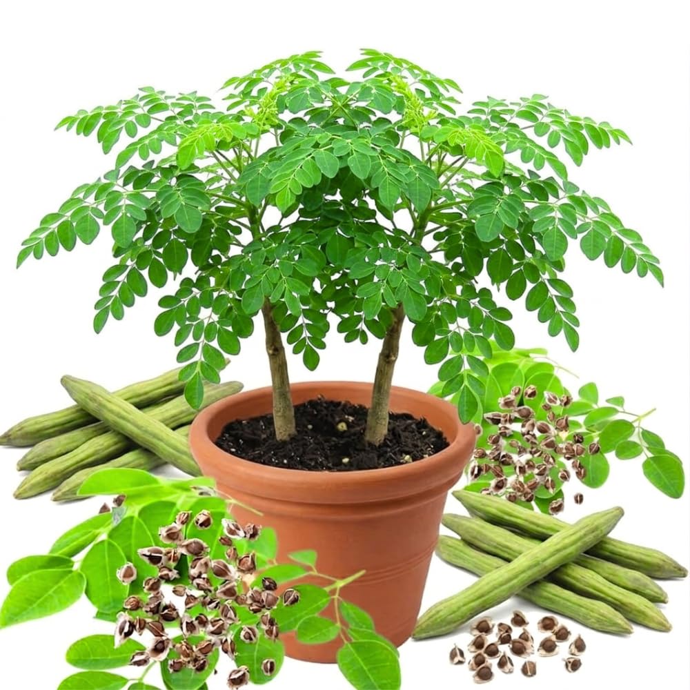 2 Moringa Oleifera Trees Live Plants, Drumstick Tree Plant, 4-6 Inch Tall