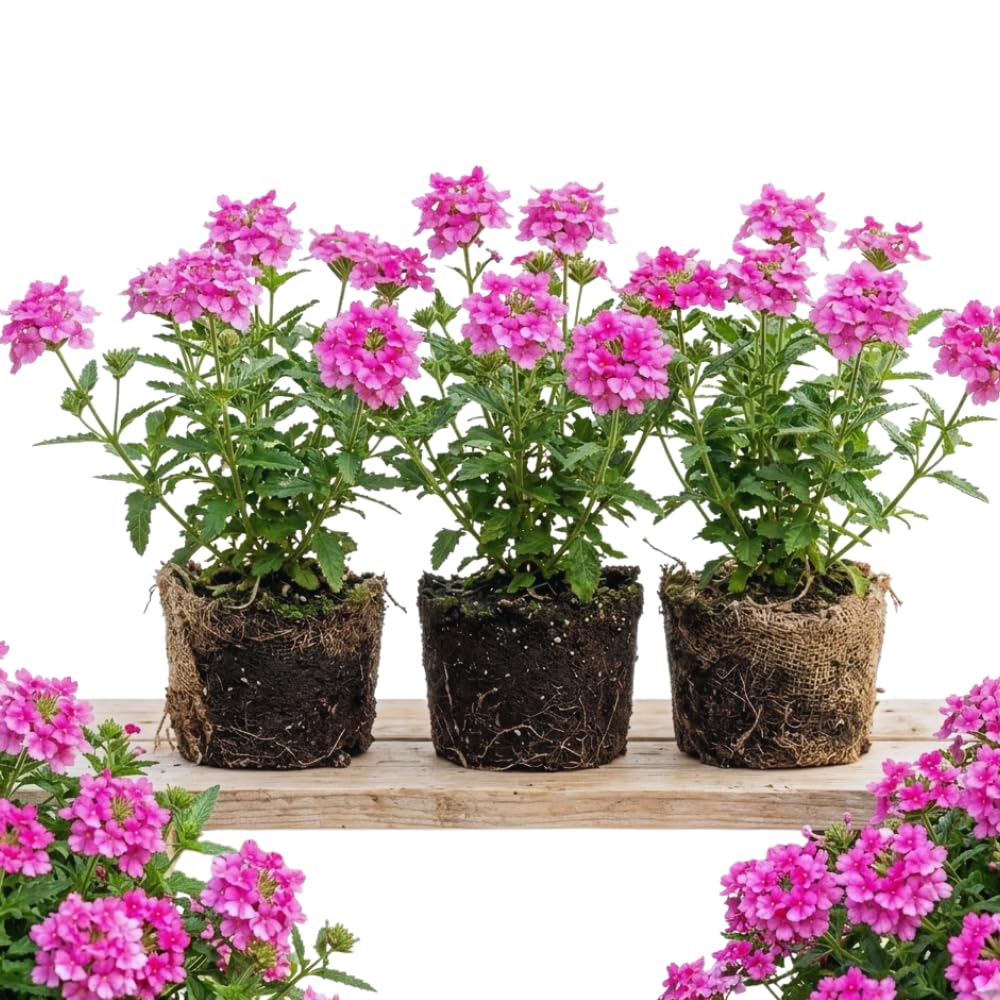 3 Pink Verbena Plants Live