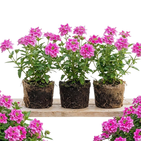 3 Pink Verbena Plants Live