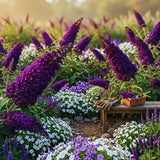 Purple Butterfly Bush Plant Live, Outdoor Garden Shrub, 3-5 Inch Tall