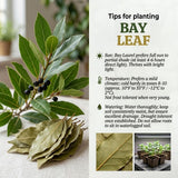 Bay Laurel Herb Plant, Bay Leaf Live Plant, 8-10 Inch Tall
