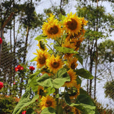 2 Yellow Sunflower Live Plants, Outdoor Garden Flower Plant, 3-5 Inch Tall