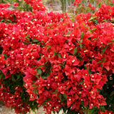 2 Red Orange Bougainvillea Live Plants, Indoor Outdoor Plant, 5-7 Inch Tall