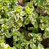 Combo 3 Lemon Thyme Live Plant 4 Inch Pot
