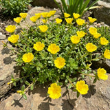 2 Yellow Portulaca Live Plants, Hardy Garden Plant, 4-7 Inch Tall