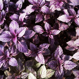 Purple Basil Live Plant, Fragrant Herb, 2-3 Inch Tall