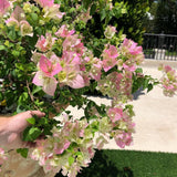 2 White Pink Bougainvillea Live Plants, Ready to Grow Plant, 5-7 Inch Tall